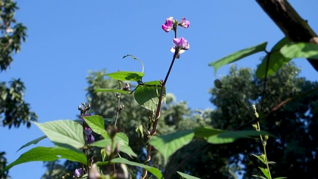 A close up shot of Cape sweet pea. Also know as Dipogon lignosus, the okie bean, , dolichos pea or mile-a-minute vine. Uttarakhand India.