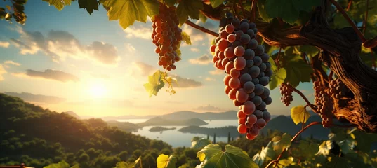 Zelfklevend Fotobehang Golden sunset over a serene vineyard, ideal for showcasing wine products or promoting wine events © Ilja
