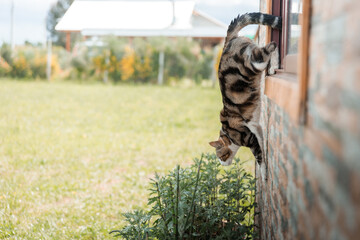 Funny shot of a domestic cat going out through the window of a house towards the back yard. Copy...