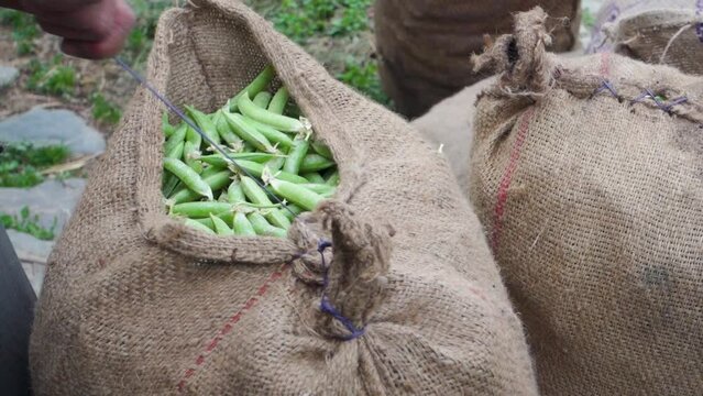 Hands sewing packed bags filled with freshly harvested organic green peas to be transported to the vegetable market. Uttarakhand India.