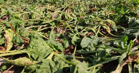 a field with withered beets during heat and drought, a field where the beet crop dries up from the heat and lack of rains in summer