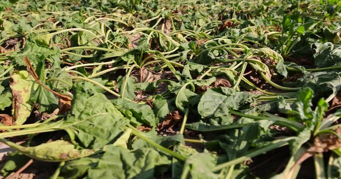 a field with withered beets during heat and drought, a field where the beet crop dries up from the heat and lack of rains in summer