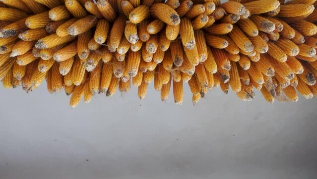 Drying corn or maize hung in rustic Uttarakhand, India, showcasing traditional rural harvest methods
