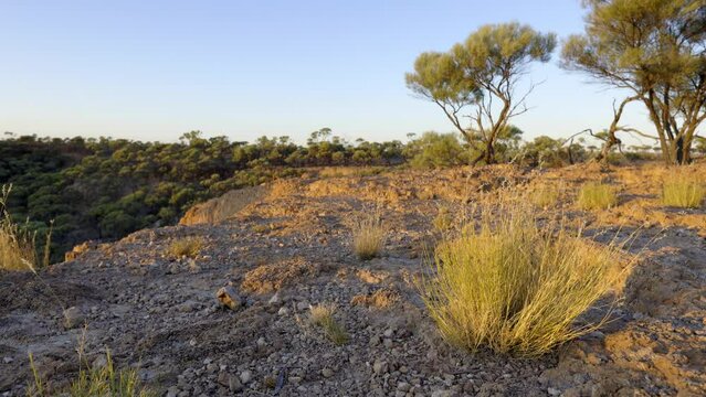 Native grasses in the breeze in Australian outback during sunrise