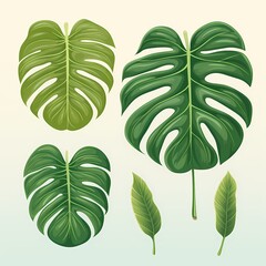 set of monstera green leaves