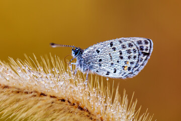 A butterfly is gathering honey