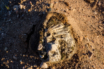 An ancient fossil sponge Haetetes replaced by the mineral quartz lying on a sand quarry