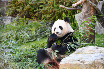 Fototapeta premium 笹を食べるパンダ