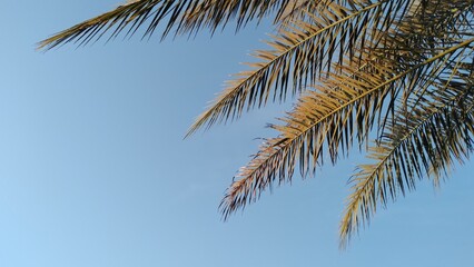 Fototapeta na wymiar blue sky background with palm leaves