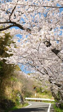 Cherry blossoms or sakura flowers in full bloom swaying in wind in spring, Nature or outdoor, Vertical video for smartphone footage