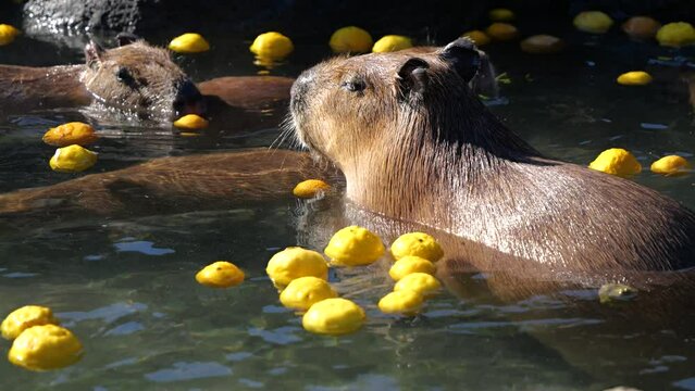 Close up of Stoic capybara taking a bath in Yuzu hot springs in Japan