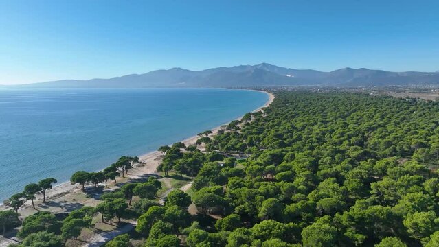 Flying over the pine tree forest in Schinias beach near Marathon, Greece