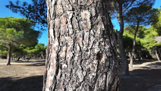 Slow motion footage of walking away from a tree bark