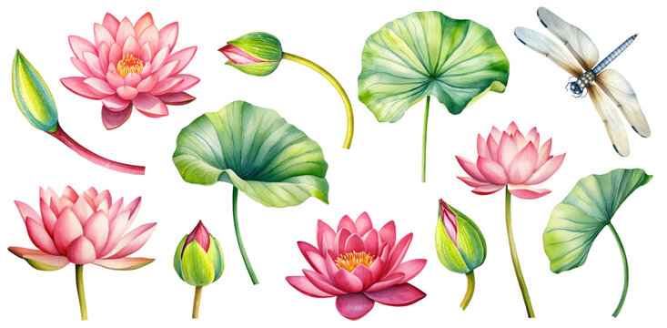 Lotus Flowers big Set. Hand drawn watercolor vector illustration of tropical pink waterlily and green leaves on isolated background. Bundle