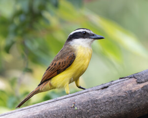 Obraz premium Pitangus sulphuratus