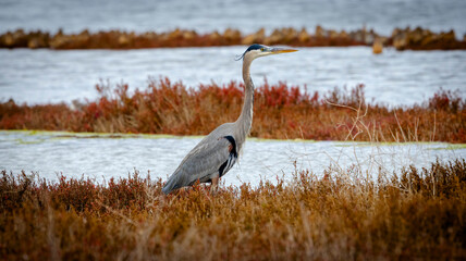 A Great Blue Heron in the bush on a cloudy day.