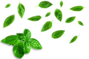 fresh flying green basil leaves herb spice, cutout transparent png background   