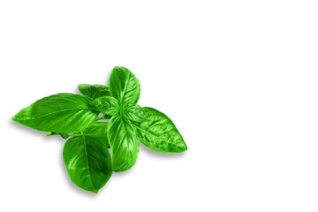 fresh green basil leaves herb spice, cutout transparent png background   