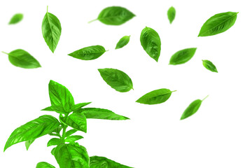 fresh flying green basil leaves herb spice, cutout transparent png background   