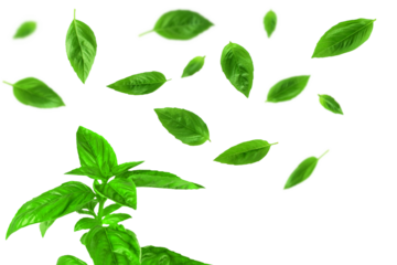 fresh flying green basil leaves herb spice, cutout transparent png background   