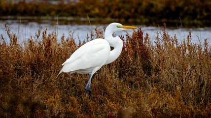 An Egret in the bush in Moss Landing on a cloudy day