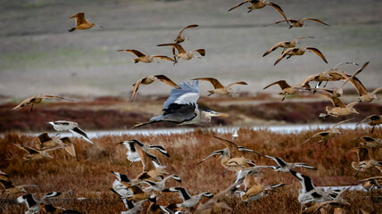 A Blue Heron in flight