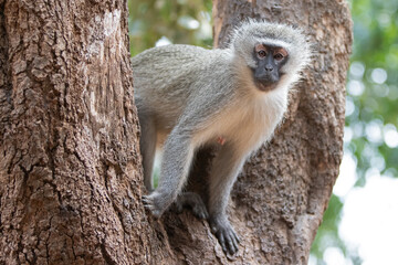 Vervet monkey in Krueger National Park in South Africa RSA