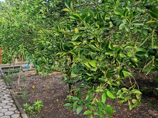 Rows of Siamese orange trees (Citrus tangerina) are lush with lots of leaves and fruit.