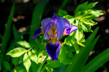 Iris in front of greeen leaves