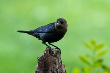 Brown-headed Cowbirds are nest parasites, meaning the females lay their eggs in the nests of...