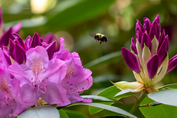 Rhododendron are insect pollinated and produce large amounts of sugar-rich nectar to 'reward'...