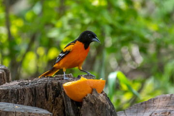 The Baltimore oriole is an icterid blackbird common in eastern North America 