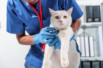 Close up veterinarian in blue scrubs holding a cat, preparing for examination, with stethoscope...