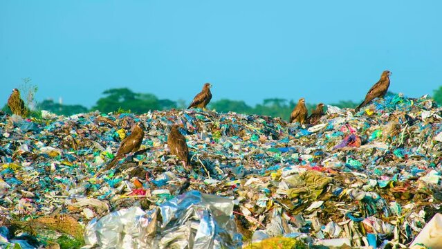 Eagle or black kite birds sat on piles of garbage waste at landfill in Asia. Environment pollution concept