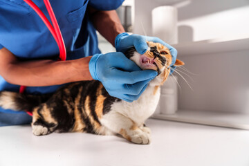 Close up veterinarian in blue scrubs holding a cat, preparing for examination, with stethoscope draped around their neck.