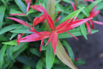 Pucuk merah, Syzygium australe, is a rainforest tree native to eastern Australia. It can attain a height of up to 35 m with a trunk diameter of 60 cm