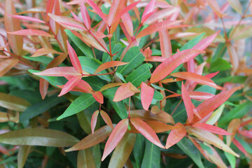 Pucuk merah, Syzygium australe, is a rainforest tree native to eastern Australia. It can attain a...