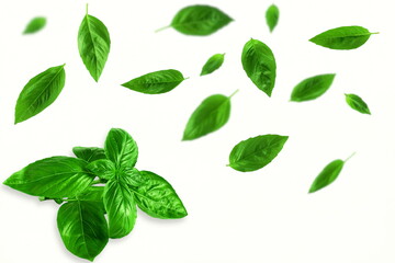 fresh flying green basil leaves herb spice in white background  - obrazy, fototapety, plakaty