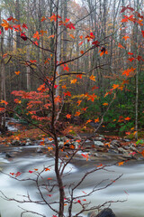 End of Autumn in the Great Smoky Mountains National Park