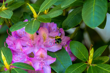 Rhododendron are insect pollinated and produce large amounts of sugar-rich nectar to 'reward'...