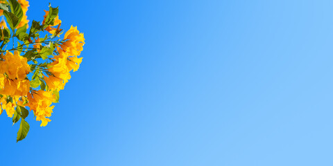 Yellow bells flowers green leaves blue sky background, tecoma trumpet bush, beautiful flower branch border, decorative frame design, natural floral decoration, greeting card template, text copy space