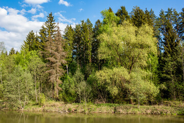 Obraz premium Picturesque mixed forest near a pond against a blue sky