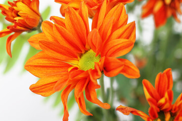 close-up of a chrysanthemum flower against a background of leaves and stalks