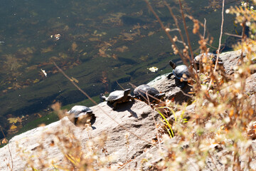 turtles in the grass