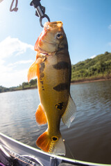 Fish from the Mutuca River in Sport Fishing of the Tucunaré Species