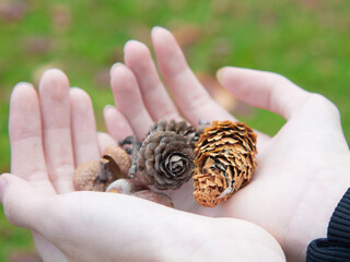 Beautiful dried pine cones from park arranged in hand. - 703095335