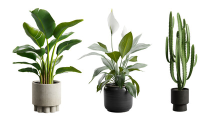 Indoor Exotic Potted Plants Alpha Strelitzia Cactus Peace Lily - obrazy, fototapety, plakaty