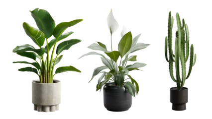 Foto op Canvas Indoor Exotic Potted Plants Alpha Strelitzia Cactus Peace Lily © FrameRare