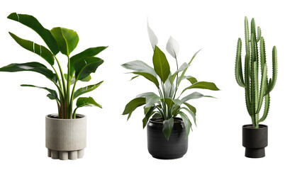 Indoor Exotic Potted Plants Alpha Strelitzia Cactus Peace Lily - obrazy, fototapety, plakaty