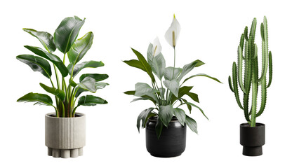 Indoor Exotic Potted Plants Alpha Strelitzia Cactus Peace Lily © FrameRare